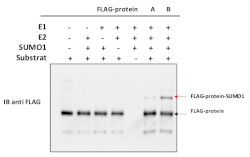 DYKDDDDK (binds to Sigma FLAG®) (polyclonal) in the group Tag Antibodies / DYKDDDDK (binds to SigmaFLAG®) at Agrisera AB (Antibodies for research) (AS20 4442)